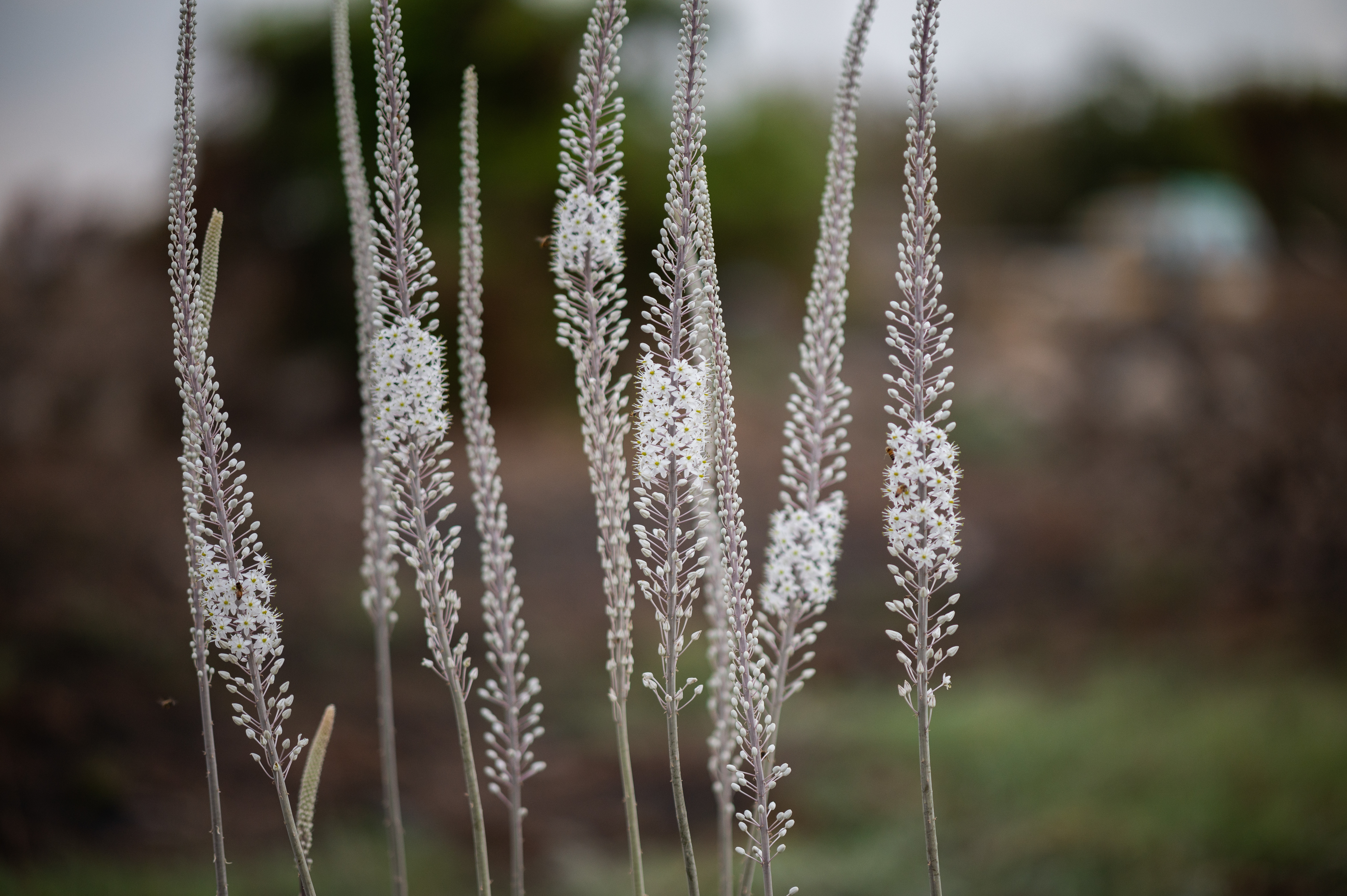 Black cohosh