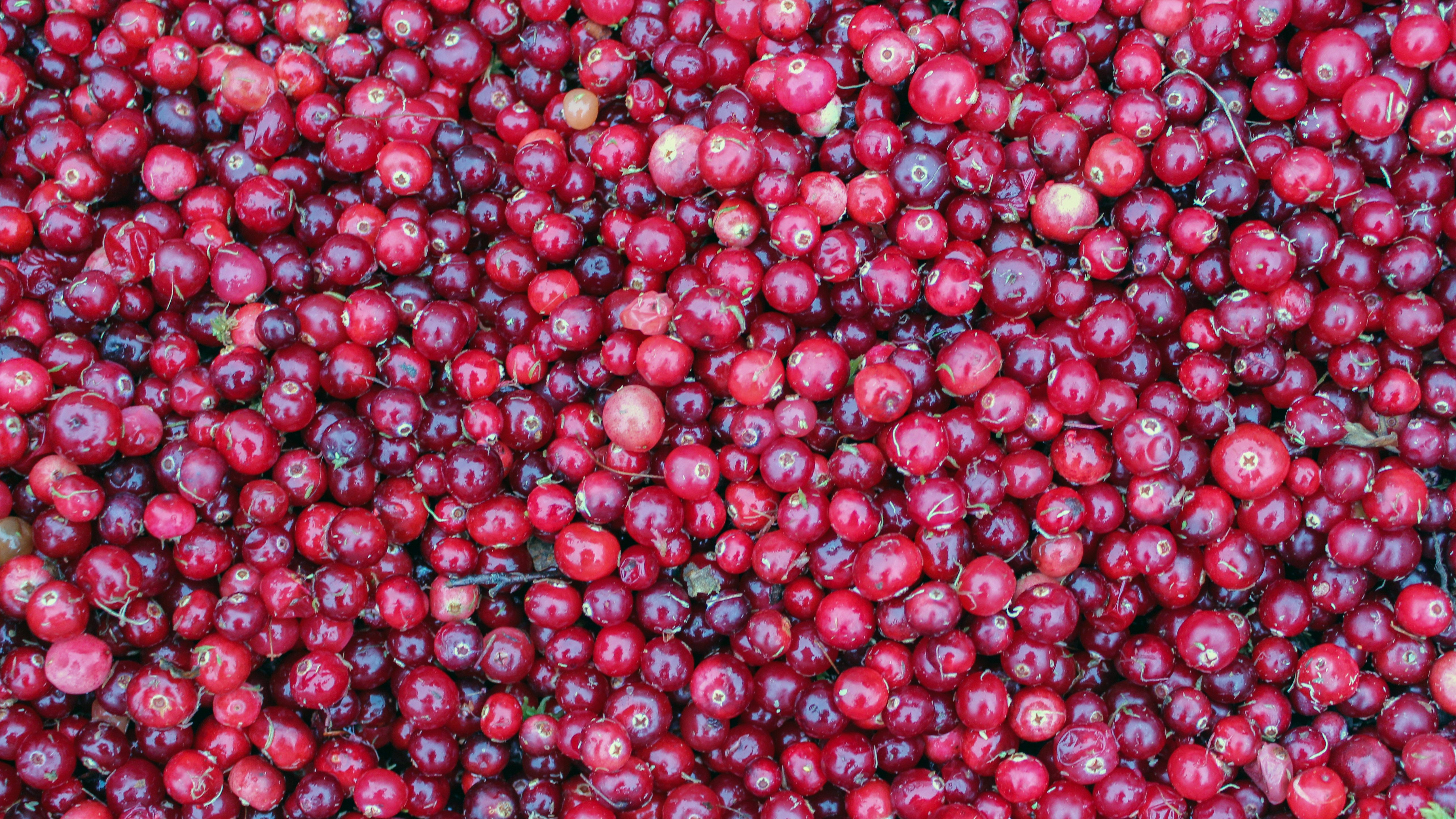 Cranberry