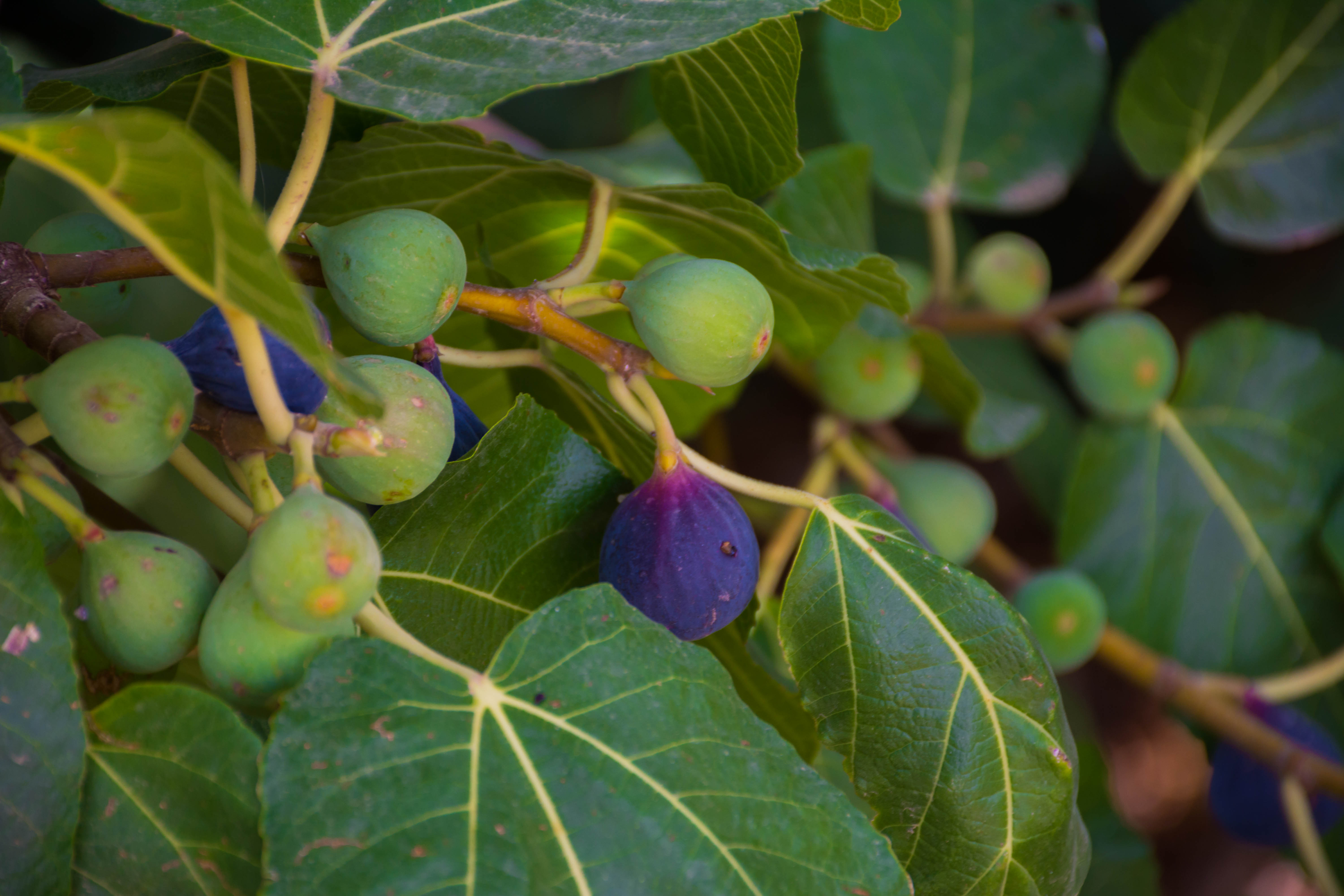 Fig