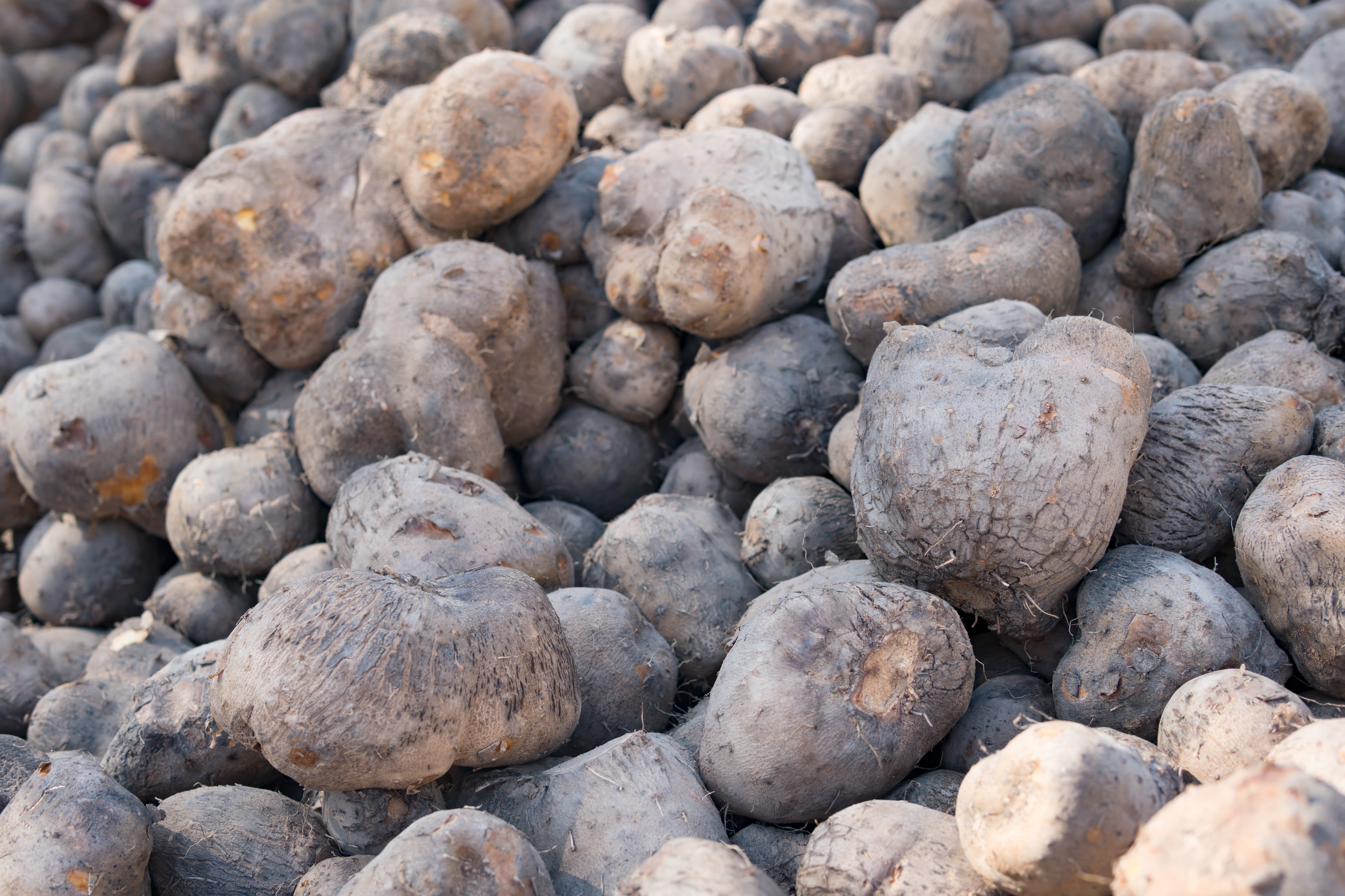 Wild yam